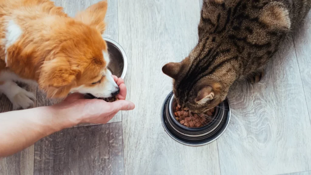Cão e gato comendo ração, com o cão sendo alimentado diretamente na mão de uma pessoa e o gato comendo em um pote — uma cena que reforça a importância de evitar alimentos perigosos para cães e gatos.