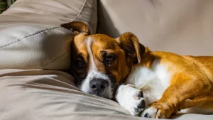 Cão deitado no sofá com expressão triste, representando os efeitos emocionais da Ansiedade de Separação em Cães.