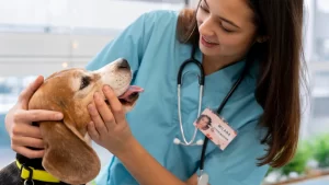 Veterinária examinando um cachorro em clínica, destacando a importância da vermifugação e antipulgas para a saúde dos pets.